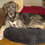Joy als pup