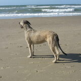 Jentl op het strand