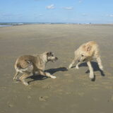 Jentl samen met vriend Fair