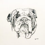Engelse Bulldog