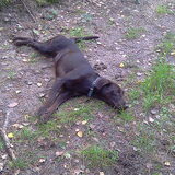 Lana neemt ff pauze tijdens het wandelen in het bos met 4 doggies ;-)
