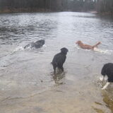 ook hier waren wat honden aan het zwemmen bij de drunense duinen