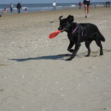 Op het strand lekker aan de Frisbee