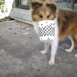 Foto van Criz & de Shelties