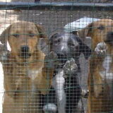 Laska,Macho & Mila in Spanje.