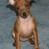 Dit is Britney hier is ze 8 weken oud.