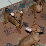 Bradley-Angel-Britney 8 weken oud