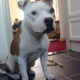 Foto van dennis
