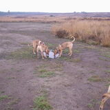 OP de veluwe,bij de koffiecorner.Mila achterin met roze tuig.