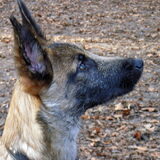 Baardje