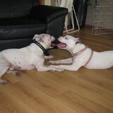 Foto van alex en lady
