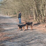 levi met een airdaleterrier