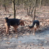 Foto van liesbeth,Turbo,Luna, Levi en Faith