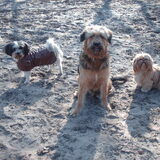 Foto van liesbeth,Turbo,Luna, Levi en Faith