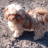 Foto van liesbeth,Turbo,Luna, Levi en Faith