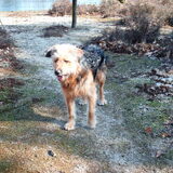 Foto van liesbeth,Turbo,Luna, Levi en Faith
