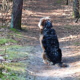 Foto van liesbeth,Turbo,Luna, Levi en Faith