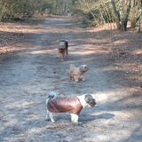 Foto van liesbeth,Turbo,Luna, Levi en Faith