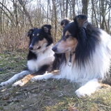 Samen in het bos