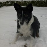 Kelly in de sneeuw...