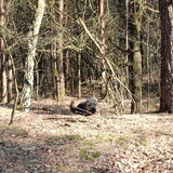 Foto van liesbeth,Turbo,Luna, Levi en Faith