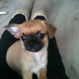 puppy foto's
