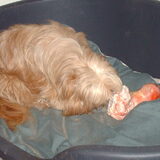 Foto van liesbeth,Turbo,Luna, Levi en Faith