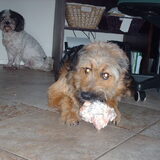 Foto van liesbeth,Turbo,Luna, Levi en Faith