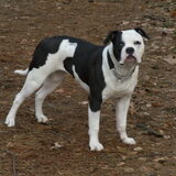 Maggie 8 maanden