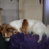 Foto van Veerle & Chipke
