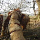 3 gekke paardjes :-D