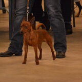 Cody uitgebracht in Groningen 5 Maart 2011,weer goed gedaan 1U CAC…