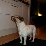 Honger!!