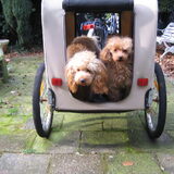 Sammy G en Pipper in de fietskar joepie we gaan fietsen!!!