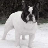 "Louis" capitan hood franse bulldog 2 jaar