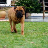 good & plenty basil 7 jaar
