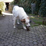 Foto van Sam,Saltarin,Muis,Zara,Terra+en Paco