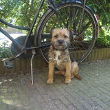 Rakker in de tuin.