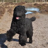 Foto van Mirjam en Curly Koda