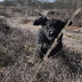 Foto van Mirjam en Curly Koda