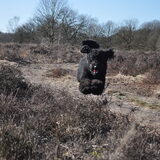 Foto van Mirjam en Curly Koda
