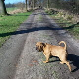 rambo 23 week oud