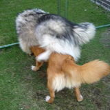 Husky vs. Nova
