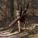 Foto van De Mecheltjes clan