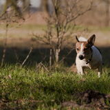 Foto van De Mecheltjes clan