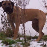 Dit zijn onze honden,Kilo de Staf en Diaz de Dogo.