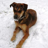Fizzy eet sneeuw.. foei, daar word je ziek van!
