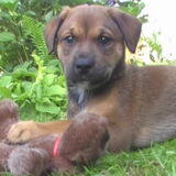 pup fizzy.. wat een ondeugend ding!