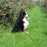 En vooral de appels goed bewaken ...