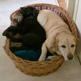 samen met mijn grote broer kees in de mand, past nog net !!!